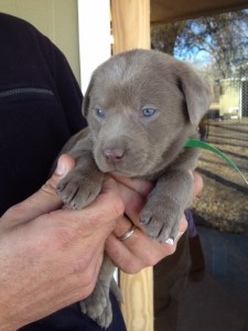 silver puppy from a previous litter